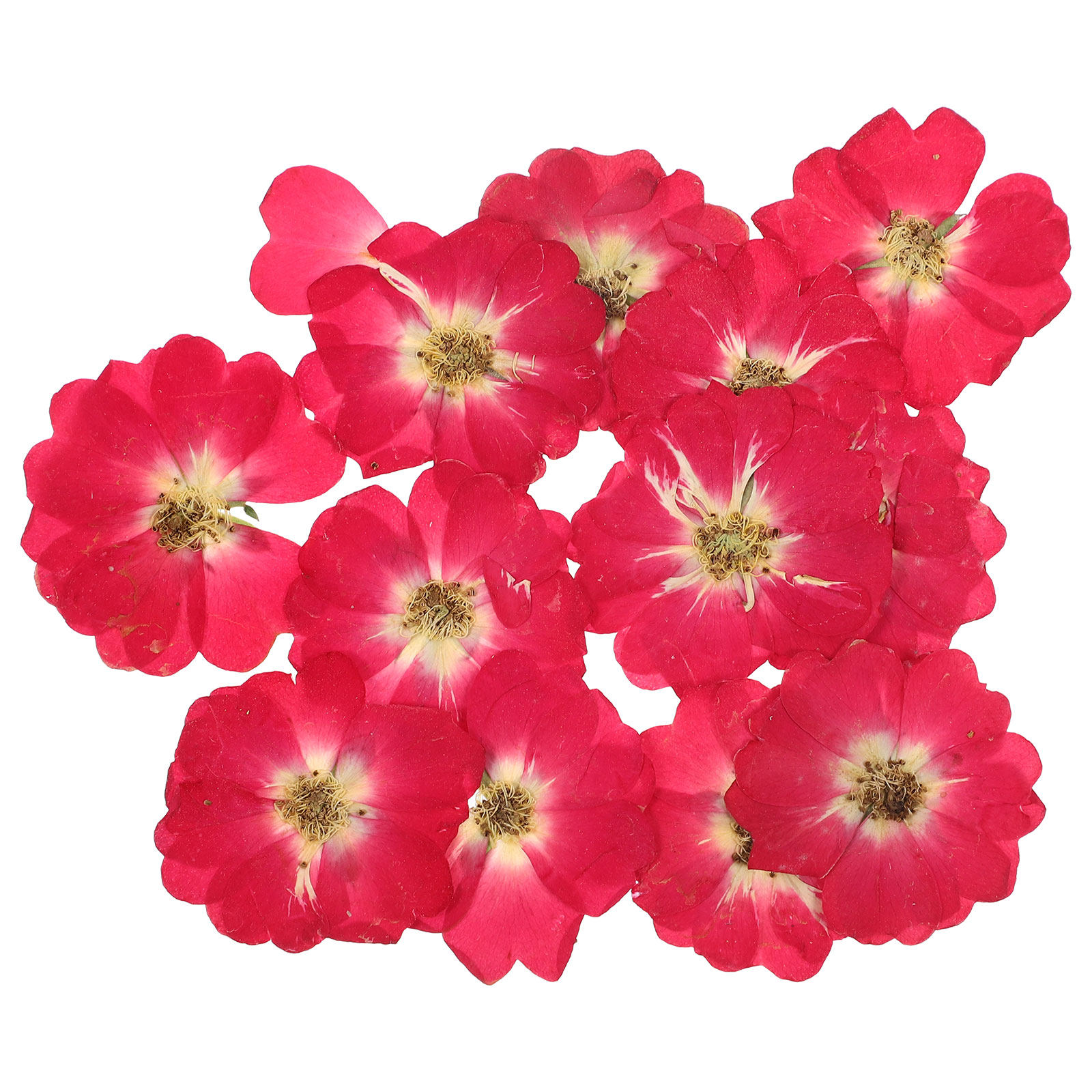 12Pcs Natural Dried Rose Press - Nail Art Wedding ulasan dan harga