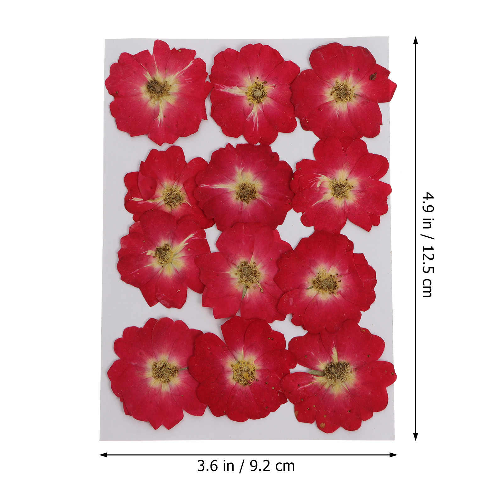 12Pcs Natural Dried Rose Press - Nail Art Wedding ulasan dan harga